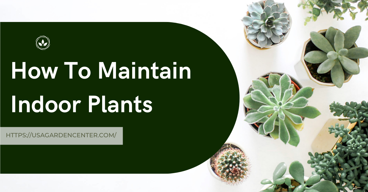 How To Maintain Indoor Plants