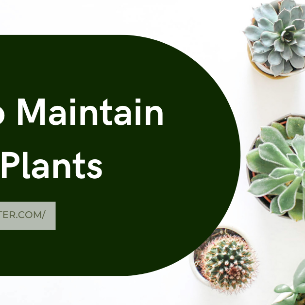 How To Maintain Indoor Plants