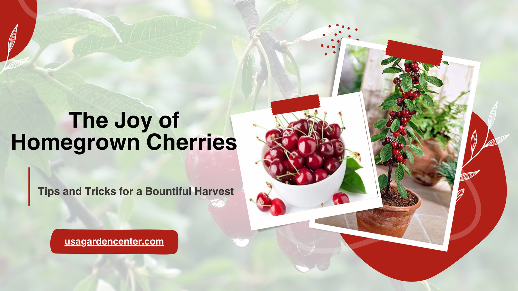 The Joy of Homegrown Cherries: Tips and Tricks for a Bountiful Harvest