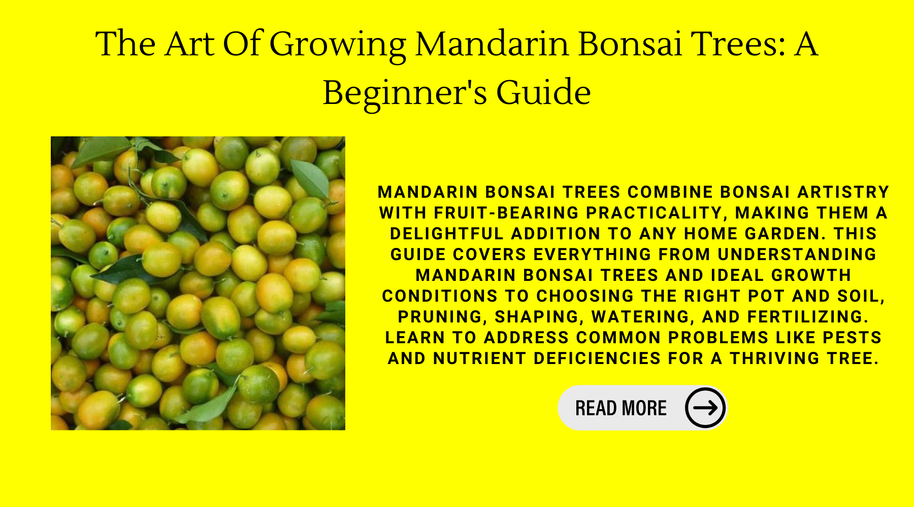 The Art Of Growing Mandarin Bonsai Trees: A Beginner's Guide