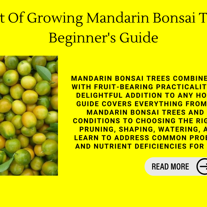 The Art Of Growing Mandarin Bonsai Trees: A Beginner's Guide