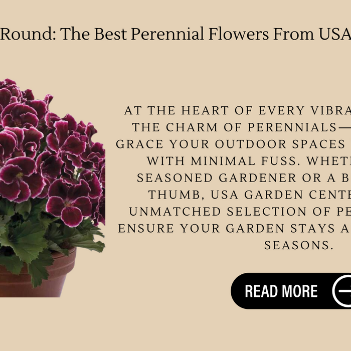 Bloom All Year Round: The Best Perennial Flowers From USA Garden Center