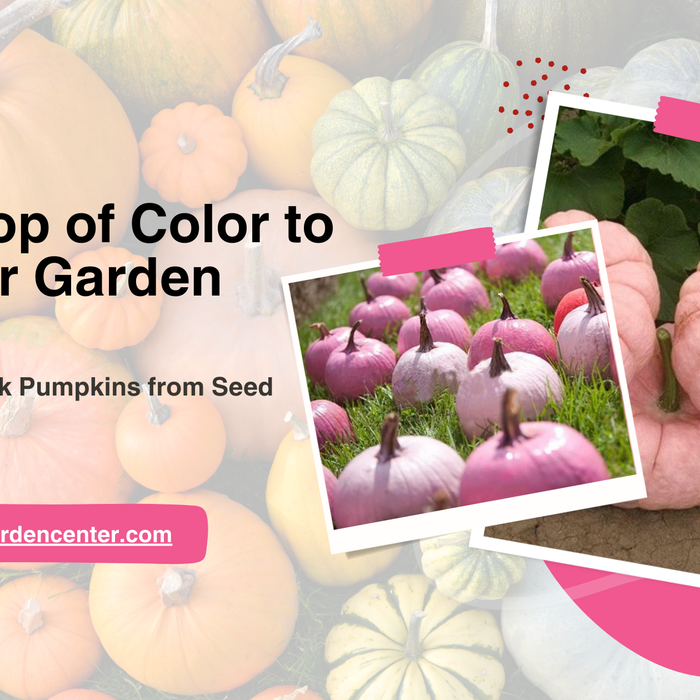 Pink Pumpkins