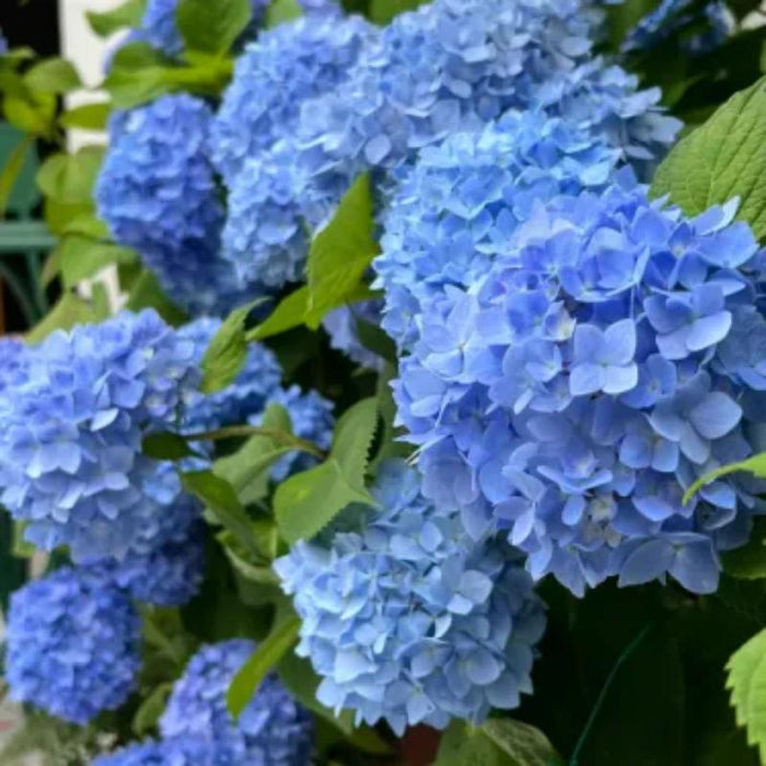 The Perennial Hydrangea Seeds