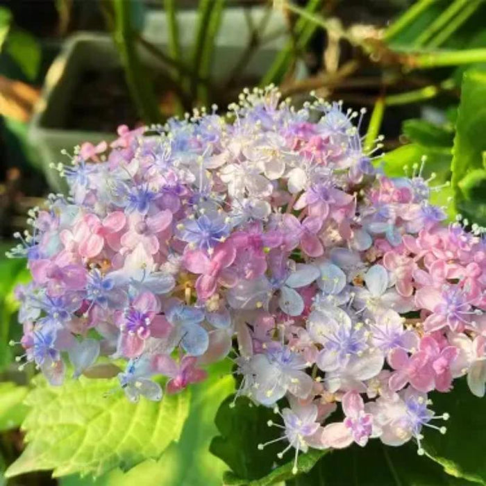 The Perennial Hydrangea Seeds