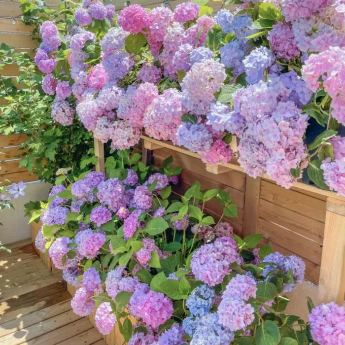 The Perennial Hydrangea Seeds — USA Garden Center