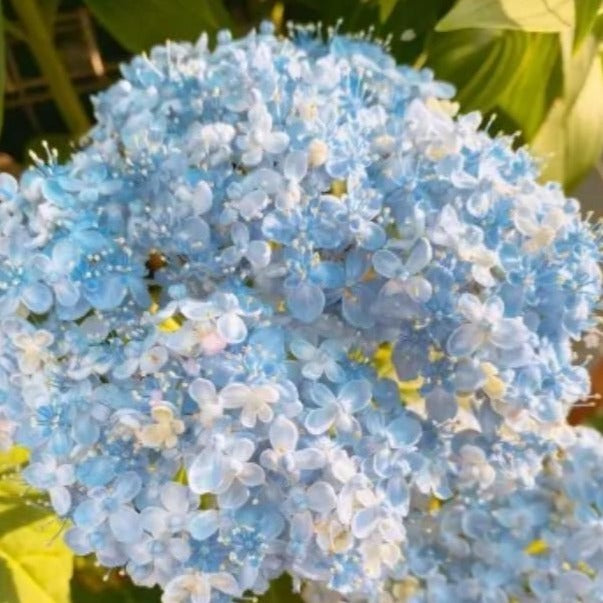 The Perennial Hydrangea Seeds