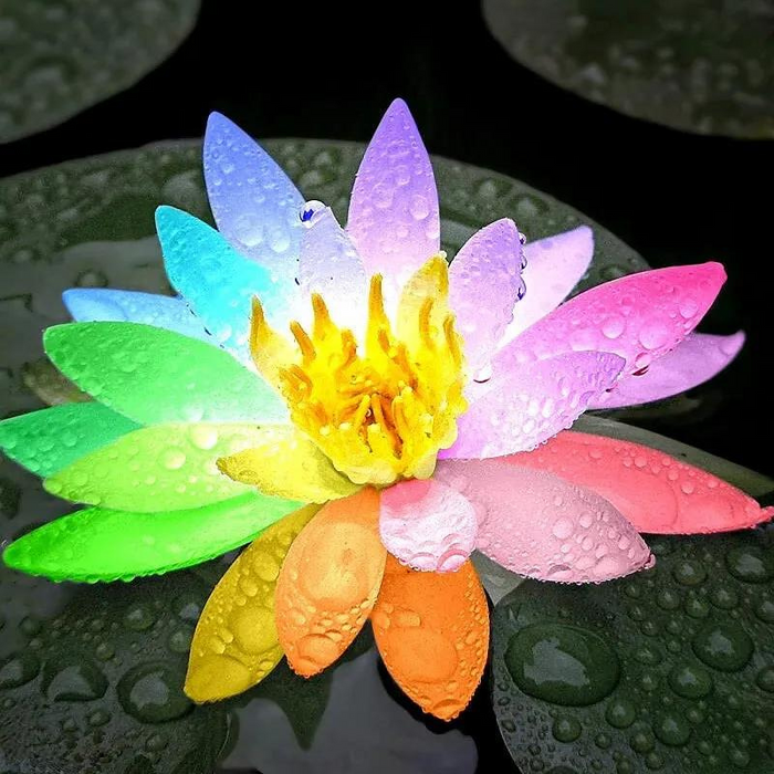 10 Pieces Rare Rainbow Lotus Seeds