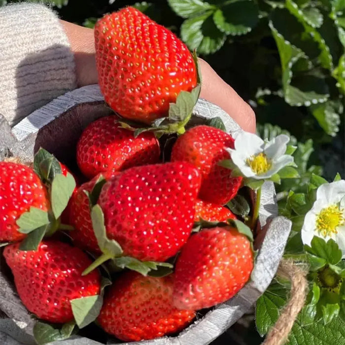 Juicy Garden Strawberries Seeds