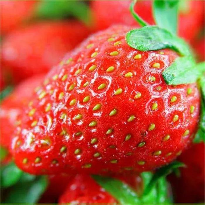 Juicy Garden Strawberries Seeds