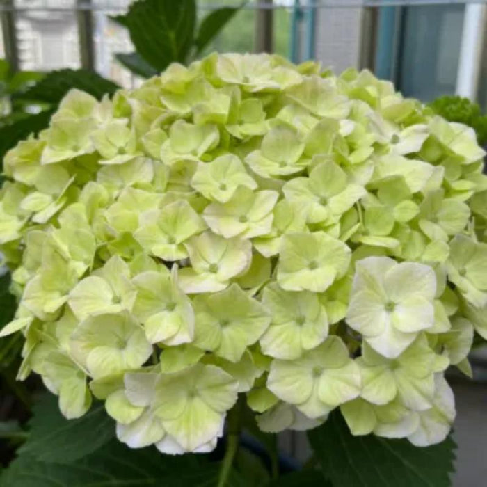 The Perennial Hydrangea Seeds