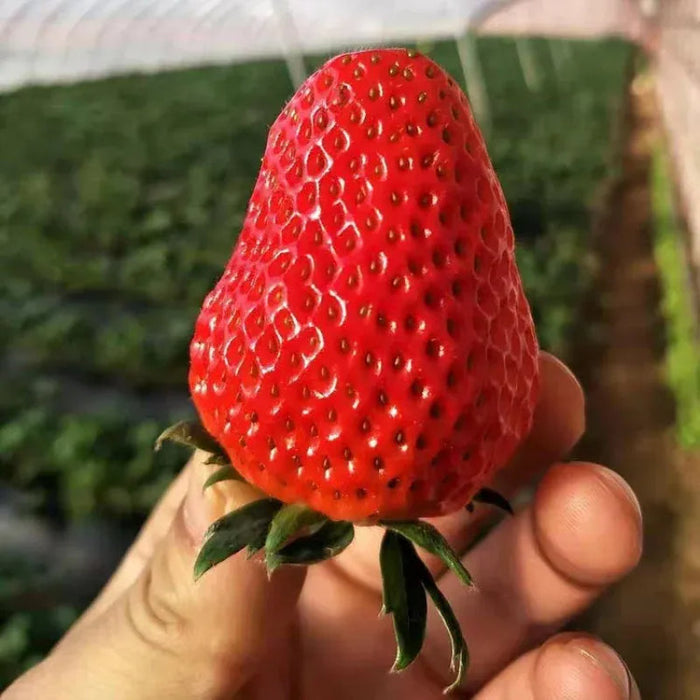 Juicy Garden Strawberries Seeds