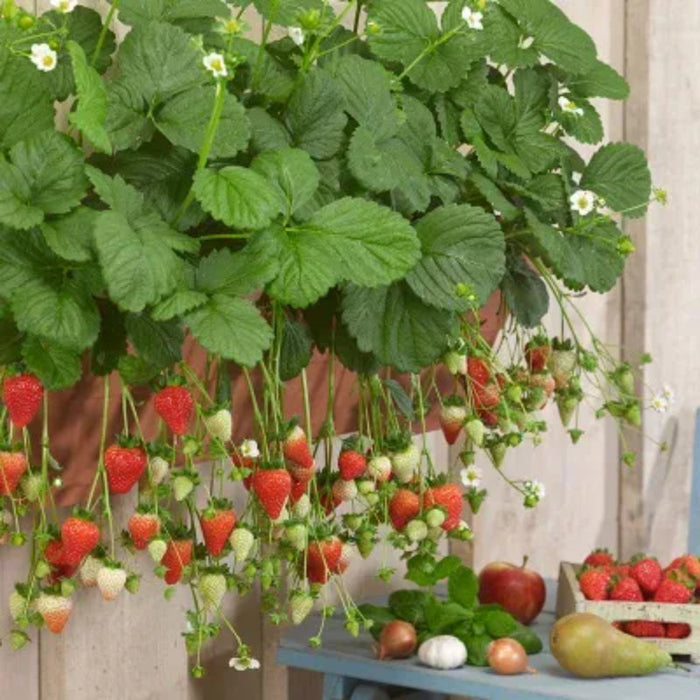 Juicy Garden Strawberries Seeds