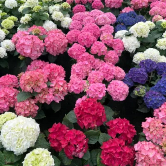 The Perennial Hydrangea Seeds — USA Garden Center