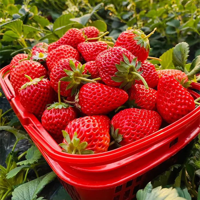 Juicy Garden Strawberries Seeds