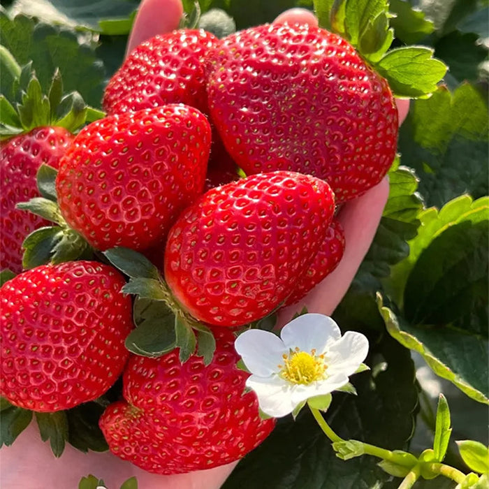 Juicy Garden Strawberries Seeds