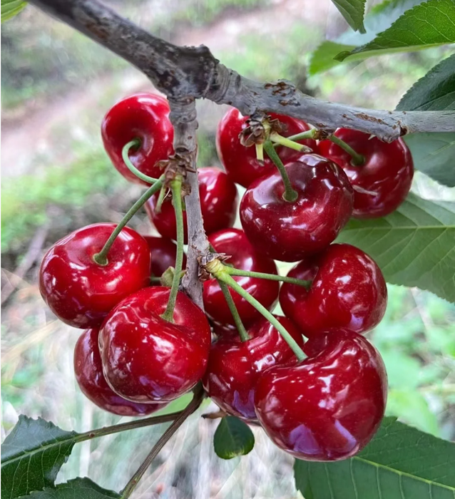 fresh-juicy-rainier-cherry-seeds-usa-garden-center