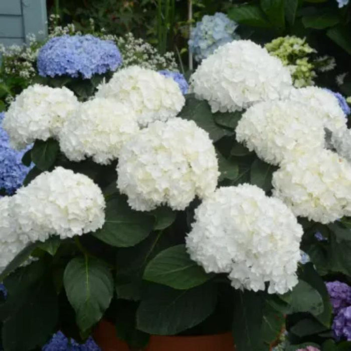 The Perennial Hydrangea Seeds — USA Garden Center