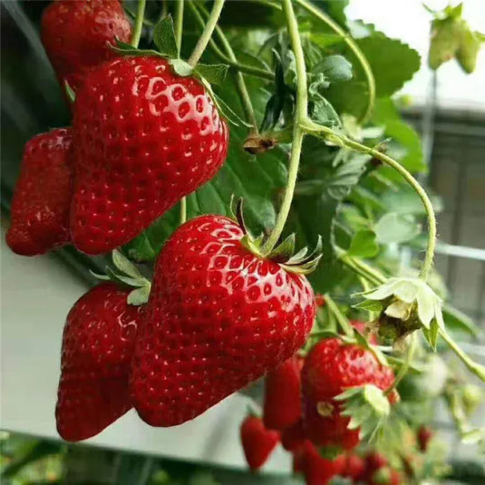 Juicy Garden Strawberries Seeds