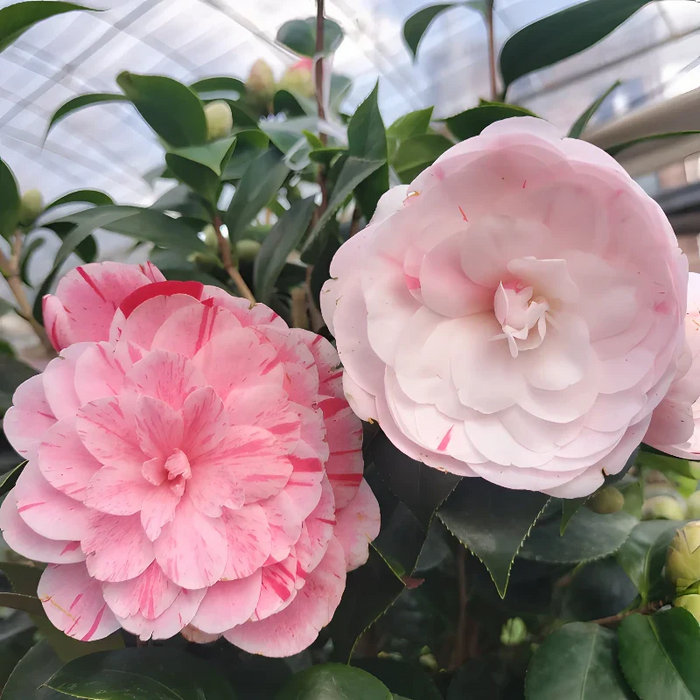 Five Color Camellia Seeds