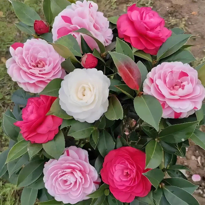 Five Color Camellia Seeds