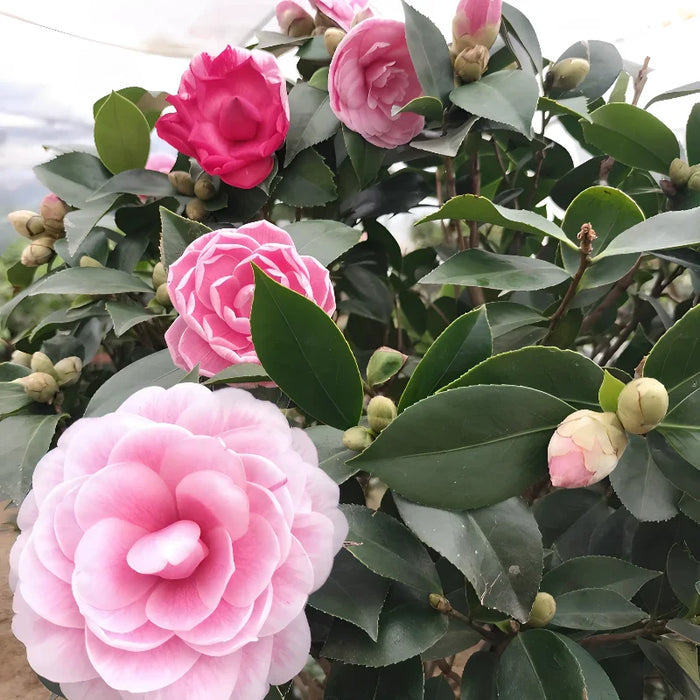 Five Color Camellia Seeds