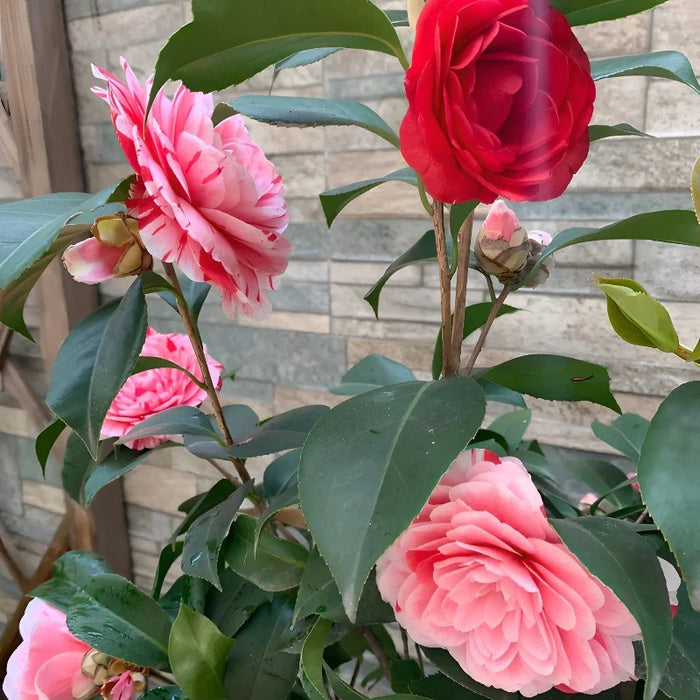 Five Color Camellia Seeds