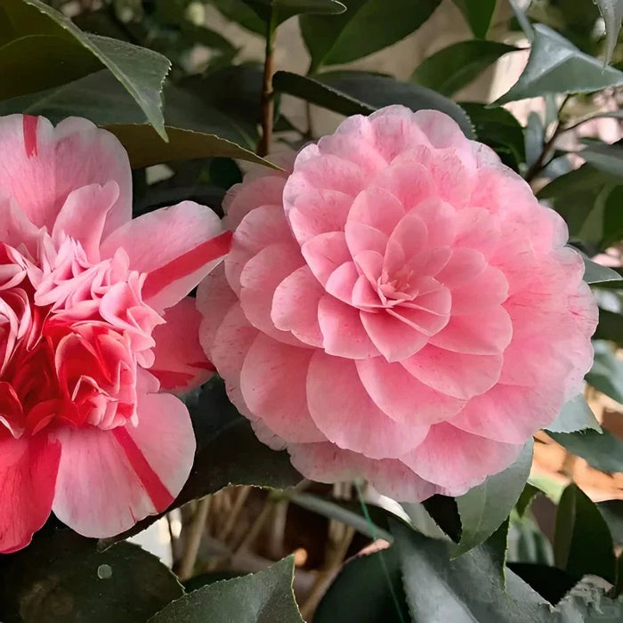 Five Color Camellia Seeds