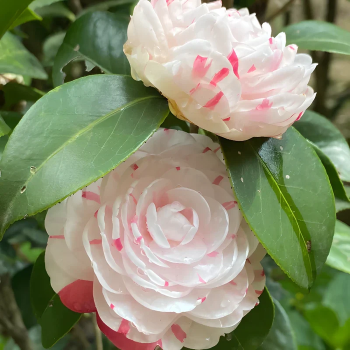 Five Color Camellia Seeds