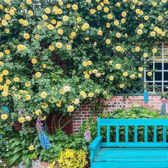 Climbing Rose Seeds Fortune Blooms