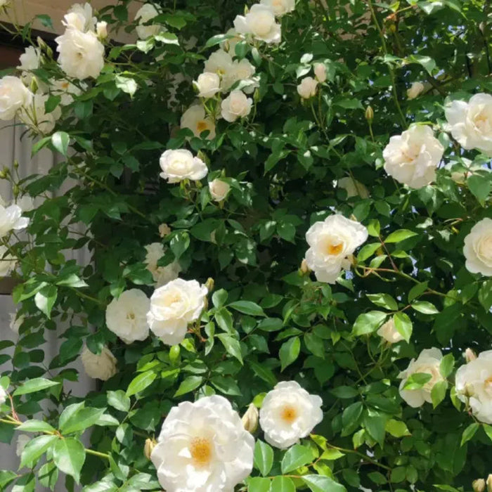 Climbing Rose Seeds Fortune Blooms