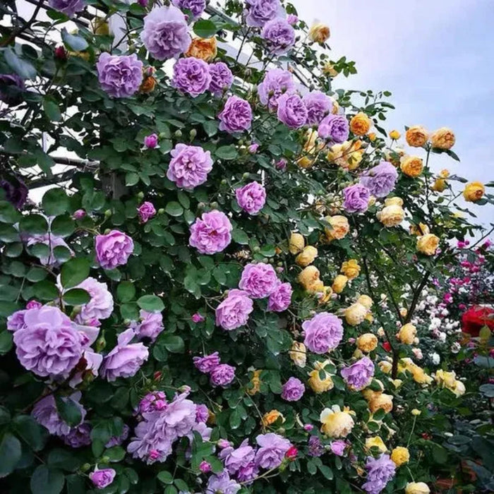 Climbing Rose Seeds Fortune Blooms