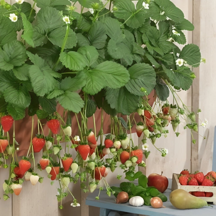 Cream Strawberry Seeds