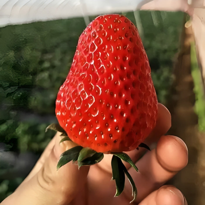 Cream Strawberry Seeds