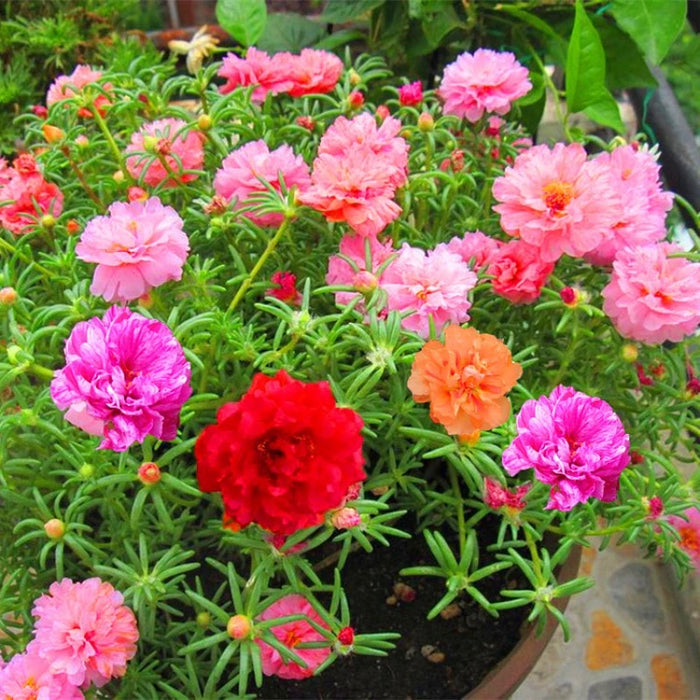 Double Flowered Moss Rose Seeds