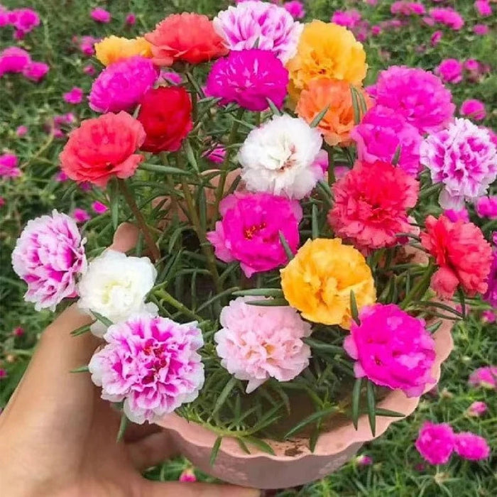 Double Flowered Moss Rose Seeds