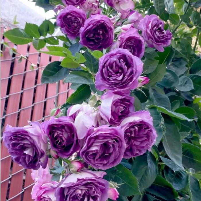 Elegant Climbing Rose Flower Seeds