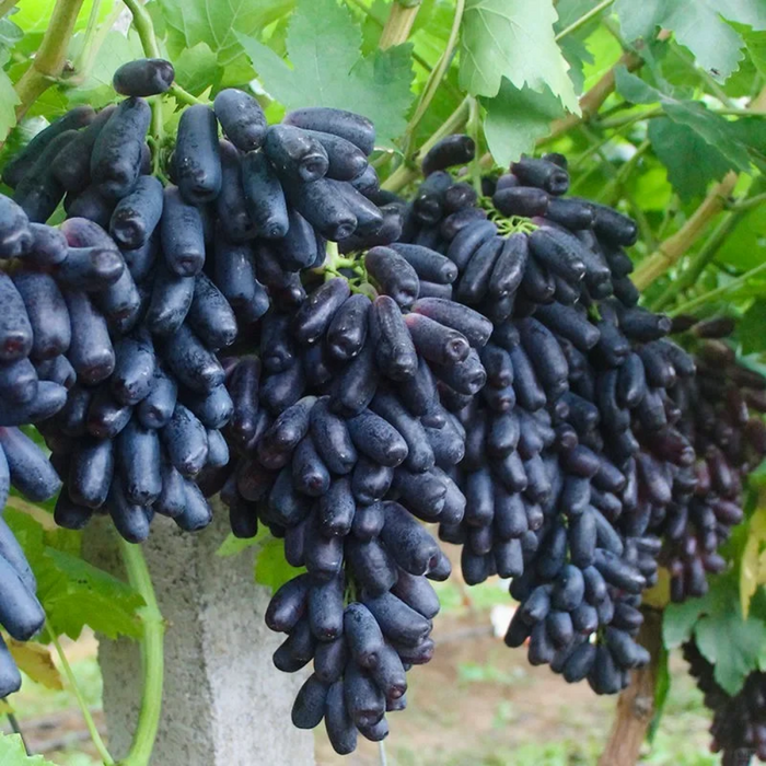 Elongated Sapphire Grape Seeds