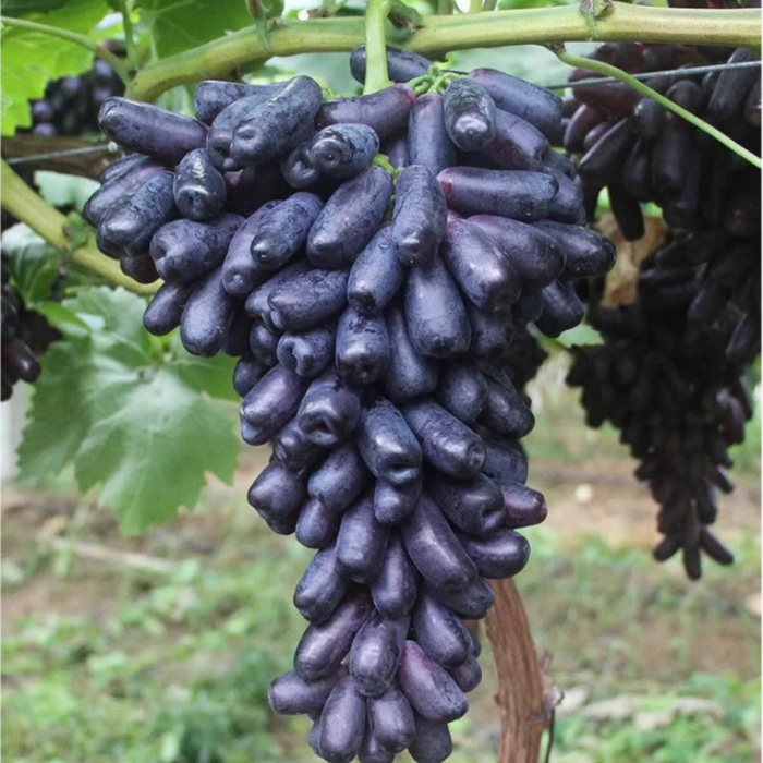 Elongated Sapphire Grape Seeds