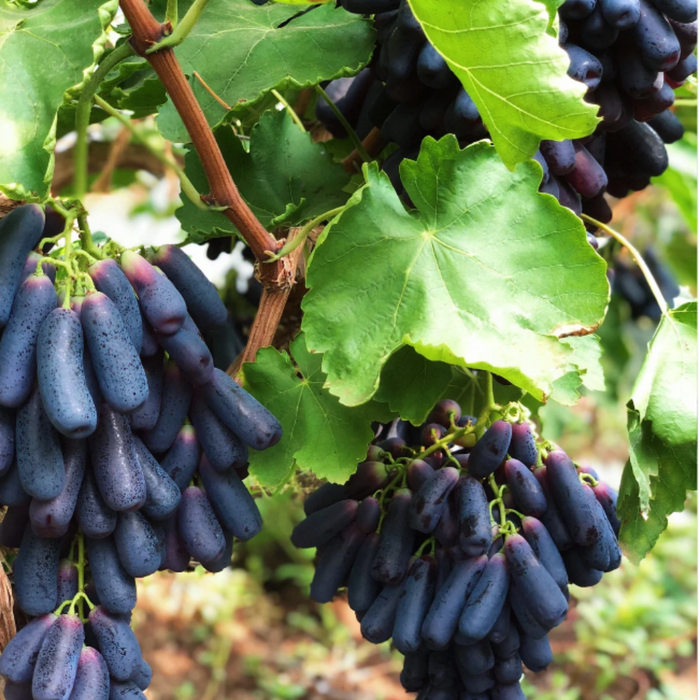 Elongated Sapphire Grape Seeds