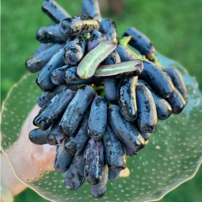 Elongated Sapphire Grape Seeds