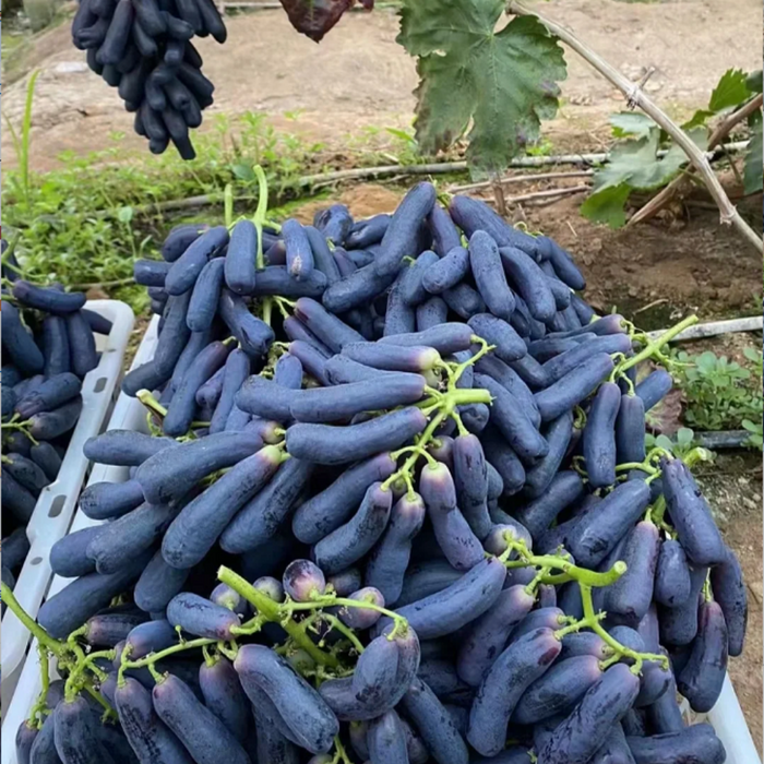 Elongated Sapphire Grape Seeds