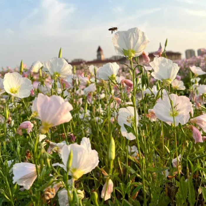 Evening Primrose Petal Cascade