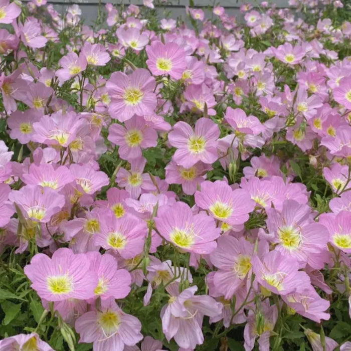 Evening Primrose Petal Cascade