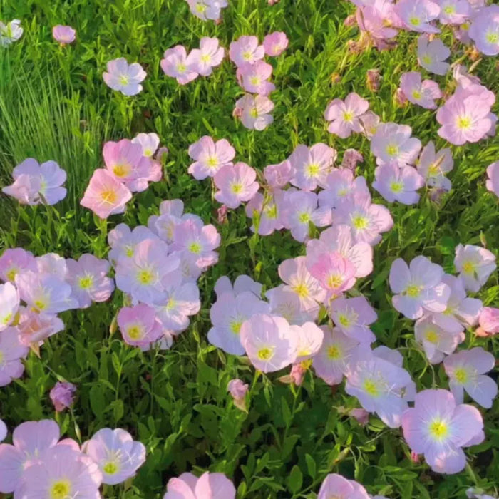 Evening Primrose Petal Cascade