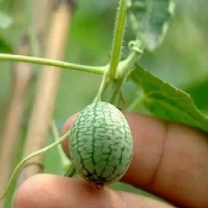 Exotic Watermelon Seeds