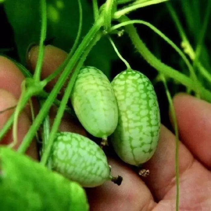 Exotic Watermelon Seeds