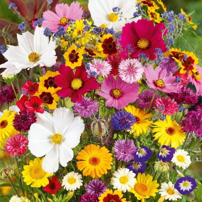 Assorted Flower Seeds Pack