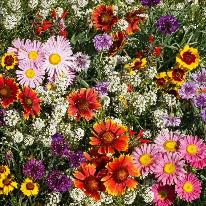 Assorted Flower Seeds Pack