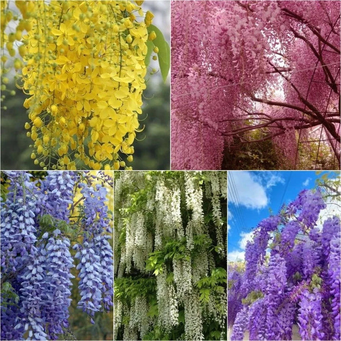 Home Decor Flower Seeds